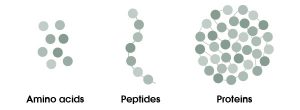The Moisturizer - Peptides: benefits for your skin